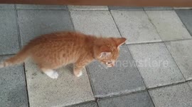 I'm filming a kitten that plays well alone. You're such a cute kid.