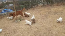 Cute puppies who were just born. Are you happy to play with your mom?