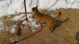 A baby puppy having fun with his mother's dog. Mom, give me a kiss.