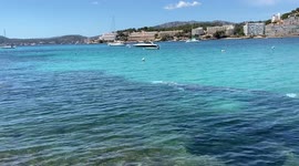 Five ton gray whale in Palma de Mallorca due to climate change