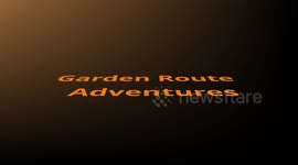 Kalahari lions mating in the Kgalagadi Transfrontier Park, South Africa