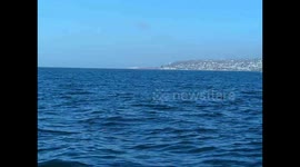 Great White Shark attacks seal in Mossel Bay, South Africa. Clip taken from boat while fishing.