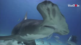 Diver captures incredibly close-up shots of hammerhead sharks in the Bahamas