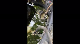 'SNAKE SURPRISE - Woman Discovers Water Snake Living in her Koi Pond'