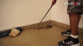 Indian man demonstrates how to safely catch venomous snakes without touching them