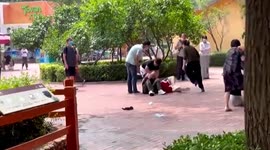 Chaos ensues as brawl breaks out between tourists at Chinese zoo