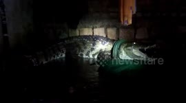 Residents horrified to find massive CROCODILE in their central Indian home