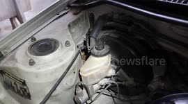 Driver finds baby python curled up in car engine