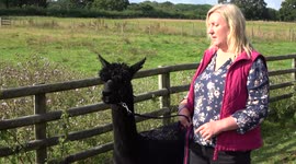 Geronimo the alpaca makes an appearance as petition to save animal from execution nears 100,000 signatures
