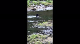Watch stunning black bear across the river at Ketchikan Alaska