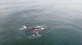 Stunning drone footage shows whale and calf peacefully swim off South African coast