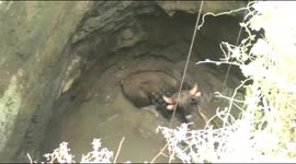 Wild bison rescued from well despite heavy rains in South India