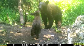 A limping injured momma bear and her three cubs visit a pond in Idaho.
