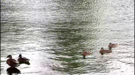 Wild ducks swim on the lake
