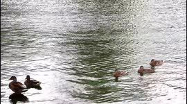 wild ducks floating on the lake
