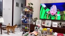 Dog scared by Tokyo Olympics closing ceremony playing on TV in China