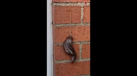 ''ABSOLUTELY OTHERWORLDLY!' - Ohio Woman Fascinated by Leopard Slugs' Mating Tactics
'