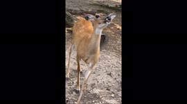 Deer appears to grin as it is fed by passersby in Wisconsin, US
