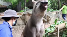 South American tapir lets his tongue hang out while being groomed