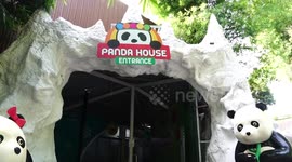 Thai zoo re-opens for visitors to view rare pandas