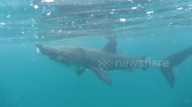 Wildlife ranger captures amazing footage of an endangered basking shark swimming next to him in Scottish waters