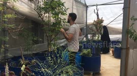 Planting Moringa on Green Houses For the First Time in Gaza Strip - Palestine.
