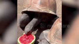 Watch as these three tortoises ravenously tear into a watermelon feast!
