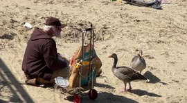 “Please sir, I want some more”, wild geese beg for food an old man at Southbank, London