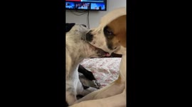 Dogs sneaking toys from each other. Weasel got her name for being so sneaky loving.