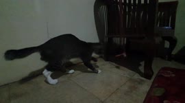 cat trying to get food