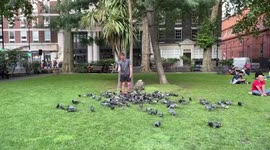Man feeds starving pigeons in Soho Park in London, England