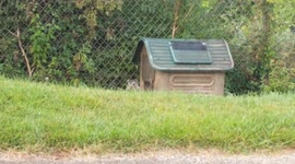 This groundhog has his own house right behind the Rural King store in Mount Vernon, Ohio