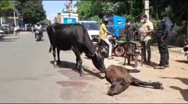 Concerned cow mother watches over injured calf on streets of India