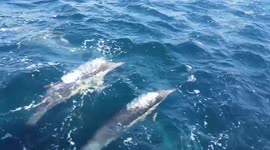'Dream come true!' Huge pod of dolphins surround boaters off South African coast