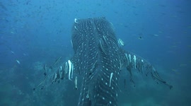 Whale Shark swimming up to the surface past divers in the Gulf of Thailand