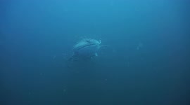 Whale Shark swimming out of the deep blue past diver with remora attached in Thailand