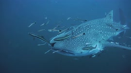 Huge whale shark emerges from depths and swims right past diver near Thailand