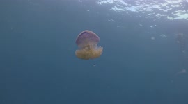 Jellyfish swimming gracefully near divers in the Gulf of Thailand
