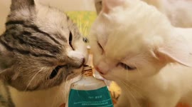 Xin em vì nụ hôn nhầm lẫn