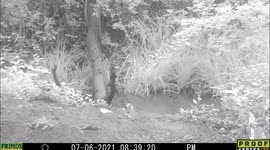 Momma black bear and her three cubs drink cool water from a pond in Idaho shortly after a rabbit runs along the water's edge.