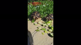 Red Footed Tortoise Eating