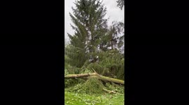 Michigan storm knocks down trees, causes power outages