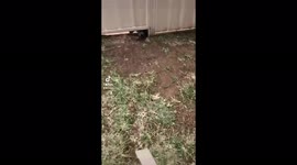 Jealousy's a dog