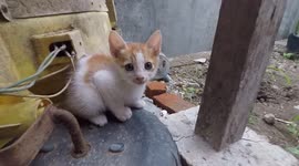 Kittens Play with Another Cats on the Ground
