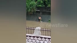 Brave teenager risks his life to save dog during typhoon
