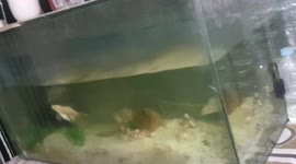 Magnitude 7.1 quake shakes aquarium after striking off Philippine coast