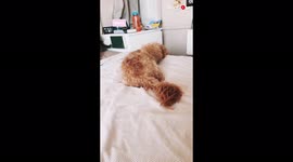 'Dog's HILARIOUS Reaction to Owners Whispering his Favorite Words'