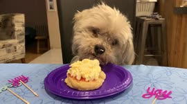 Our beautiful little pup enjoying his birthday jam scone snack