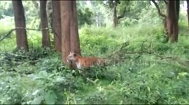 Ferocious battle as male tigers go at each other in southern India