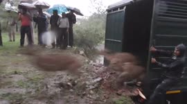 Herds of deer released into wild as India prepares to reintroduce extinct cheetah
